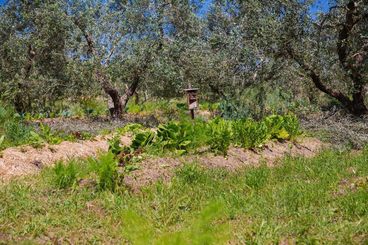 Bed and Breakfast Agriturismo Biologico Piccapane Кутроф'яно Екстер'єр фото